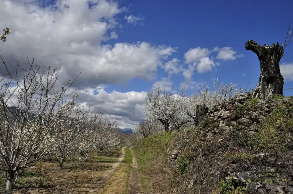 Cerezos en flor junto a un camino rural bajo un cielo con nubes en el Valle del Jerte (Cáceres)