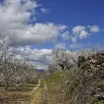 Cerezos en flor junto a un camino rural bajo un cielo con nubes en el Valle del Jerte (Cáceres)