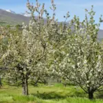 Cerezos en flor en una ladera del Valle del Jerte con las montañas al fondo (Cáceres)
