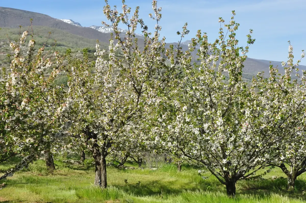 Cerezos en flor en una ladera del Valle del Jerte con las montañas al fondo (Cáceres)