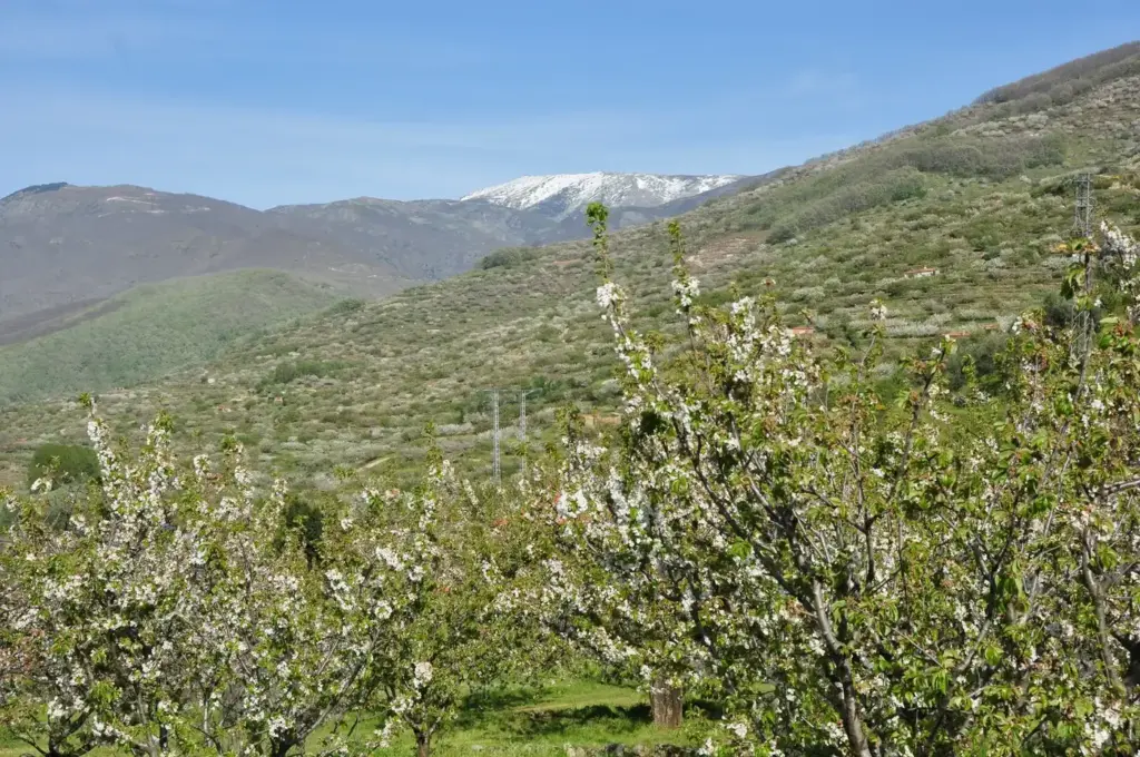 Ladera de cerezos florecidos en el Valle del Jerte con nieve en las cumbres (Cáceres)