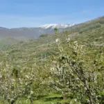 Ladera de cerezos florecidos en el Valle del Jerte con nieve en las cumbres (Cáceres)