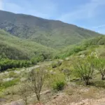 Ladera con cerezos en floración en el Valle del Jerte (Cáceres)