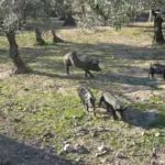 Cerdos ibéricos pastando entre encinas y olivos en una dehesa de la provincia de Cáceres