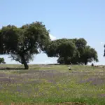 Encinas en una dehesa en primavera cerca de Trujillo (Cáceres)