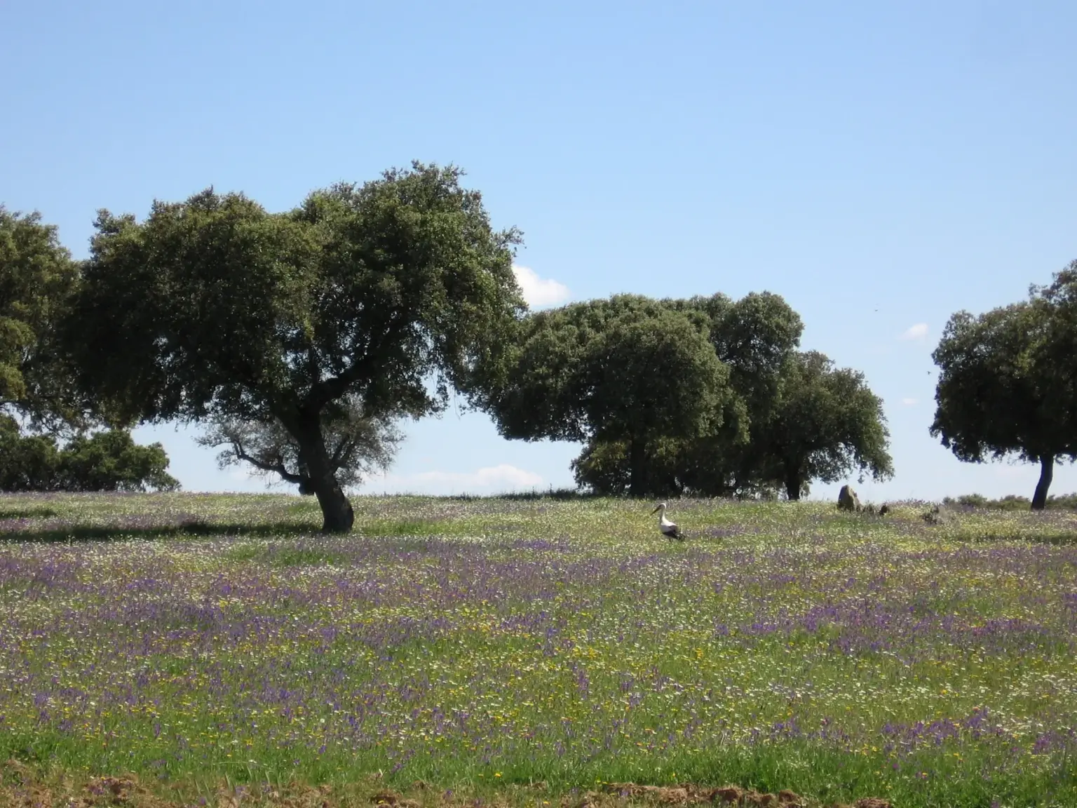 Encinas en una dehesa en primavera cerca de Trujillo (Cáceres)